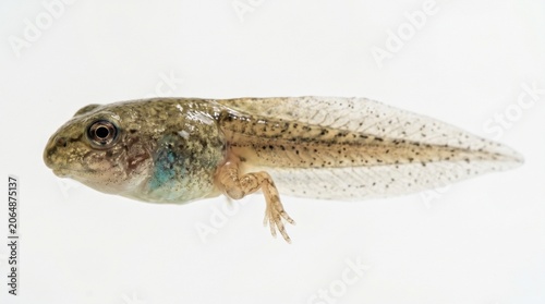A photorealistic macro study of a developing tadpole showing its speckled translucent tail and newly emerged hind legs, isolated in profile view against a seamless white background.