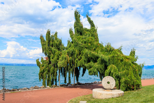 Schilderij op canvas Scenic view of a unique weeping cypress tree with drooping branches on the water