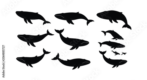 Set of whale silhouettes, various species and sizes, swimming in ocean water, marine life, vector illustration.