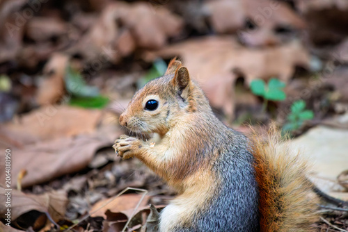 Konstfotografi Squirrel eating