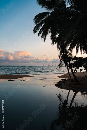 Vertical tropical beach sunrise with palm tree silhouette and reflection.