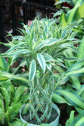 Lucky Bamboo, Dracaena sanderiana Braided Tower plant on pot