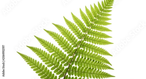 Green Fern Leaf Isolated White