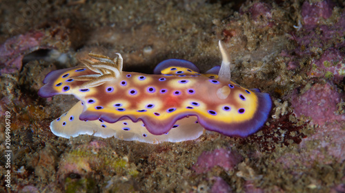 Foto Colorful Goniobranchus kuniei nudibranch crawling over rocky reef in Anilao Phil
