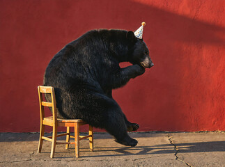 Ultra realistic fashion photography of a birthday bear sitting on a chair