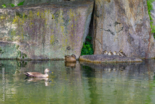 公園の池でくつろぐ鴨の家族（愛知県名古屋市東区）