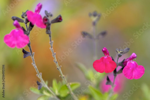 Fleurs de sauge de Graham en gros plan