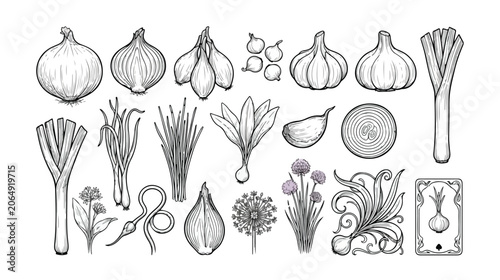 Tableau sur toile Vintage onion and garlic hand drawn vector set, botanical line art vegetable ill