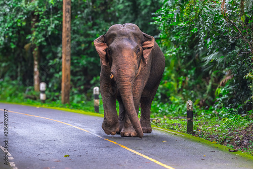 Its body is gray, its snout is called the trunk. The trunk of the Asian elephant has only one beak. Nakhon Ratchasima, Thailand.