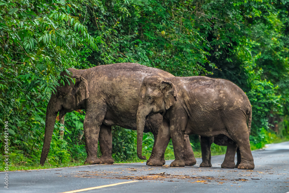 Fototapeta premium Its body is gray, its snout is called the trunk. The trunk of the Asian elephant has only one beak. Nakhon Ratchasima, Thailand.