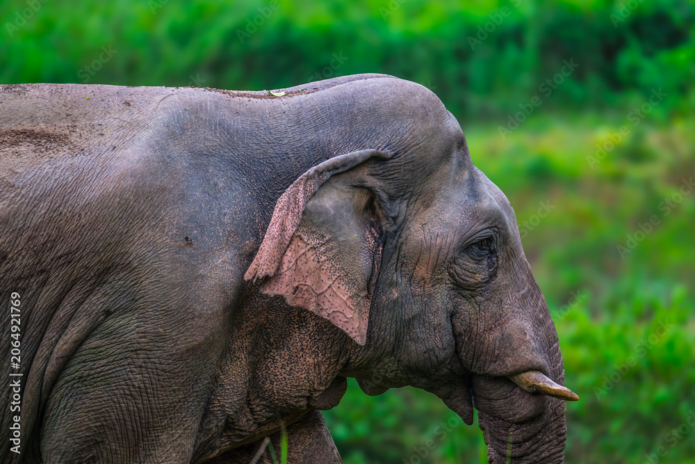 Fototapeta premium Its body is gray, its snout is called the trunk. The trunk of the Asian elephant has only one beak. Nakhon Ratchasima, Thailand.