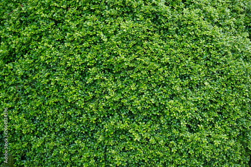 Dense Hedge of Bright Green Leaves