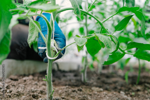 Close-Up of a Gardener Supporting a Young Green Plant in Nutrient-Rich Soil, Highlighting the Importance of Proper Care and Maintenance in Gardening