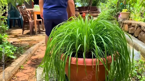 Lush Lemon Grass in a Pot: A Tranquil Garden Scene with Vibrant Greenery and Natural Light