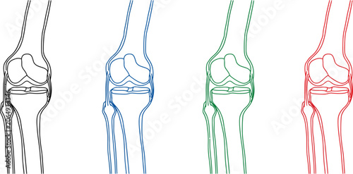 Human Knee Joint Anatomy Outline Set