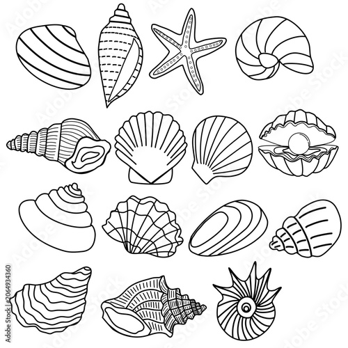 Line art shell collection 