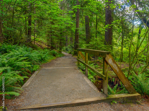 Fényképezés Lush green Spring fern by wooden footbridge on a BC urban forest trail