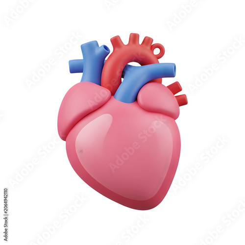 3D Cartoon Heart Anatomy Model