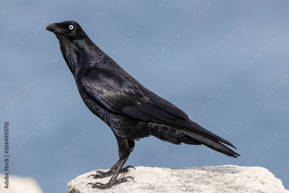 Obraz premium Australian Raven perched on cliff top rock