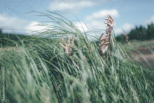 Vászonkép Close-up of tall wheat stalks swaying in a field on a sunny day