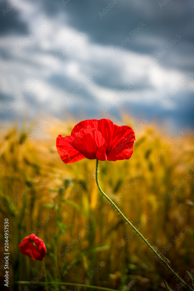 Fototapeta premium eine einzelne Mohnblume vor einem Getreidefeld