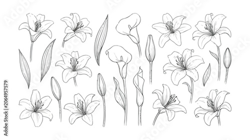 Foto Elegant lily flower line art collection, hand drawn botanical lily sketches and