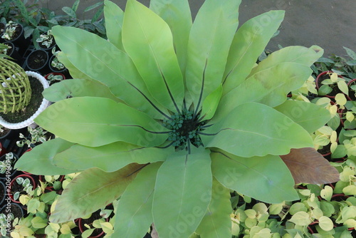 Foto Asplenium nidus and Bird nest fern leaf plant on pot in farm