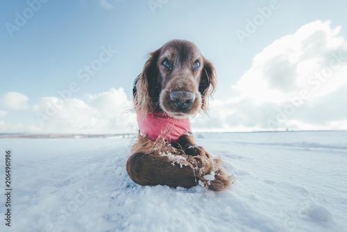 Fényképezés Cute dog puppy sitting on snow in winter outdoor scene