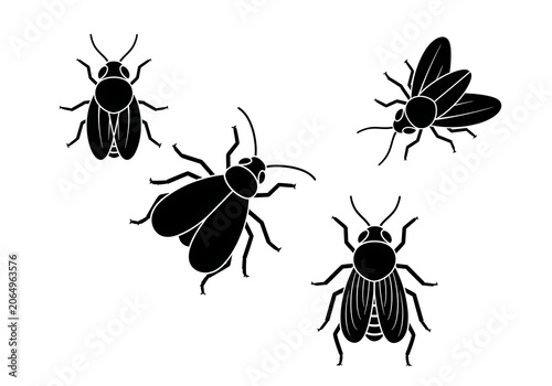 Black Beetles Isolated on White Background