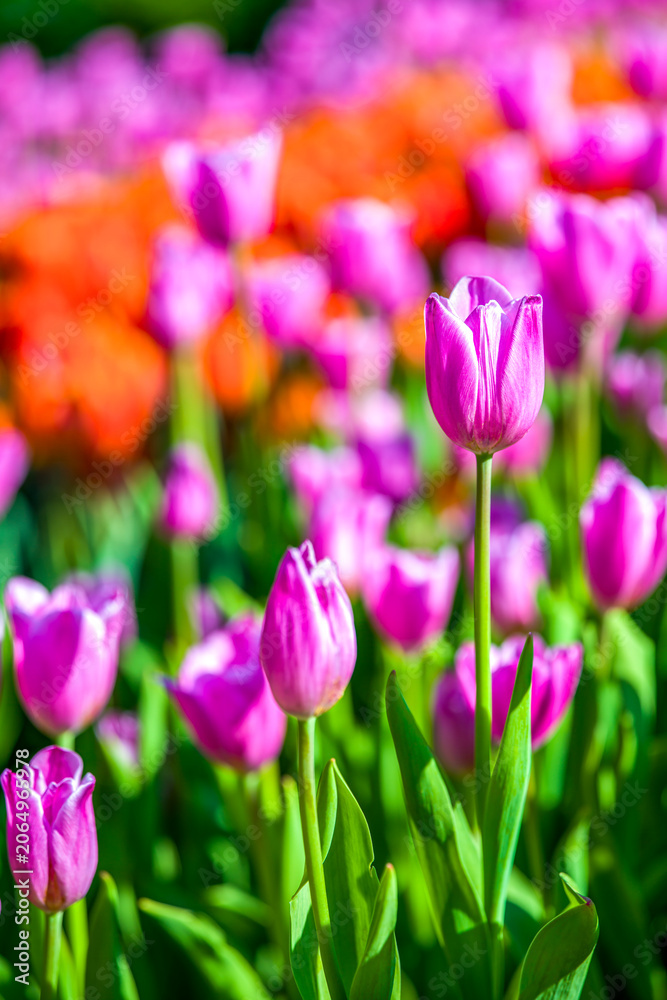 Fototapeta premium blühende Tulpen