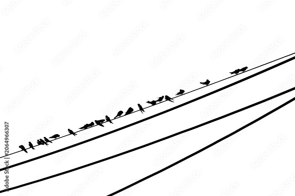 Fototapeta premium Silhouette of a flock of swallows perched on power lines against white background