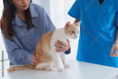Veterinarian consulting pet owner while examining cat for healthcare service in clinic.
