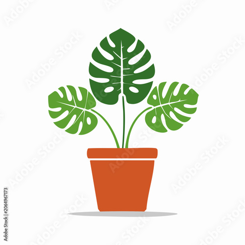 Monstera Plant in a Pot