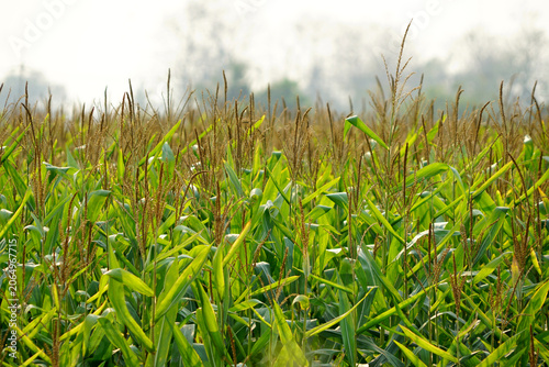 green wheat field