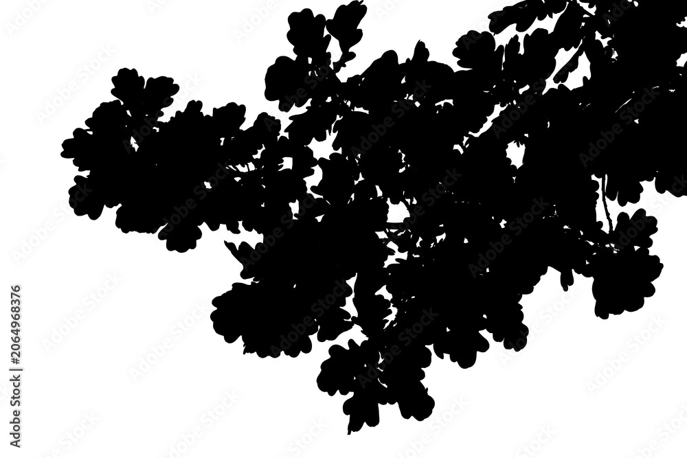 Fototapeta premium Black and white photograph of an oak branch with leaves. Flowering period.