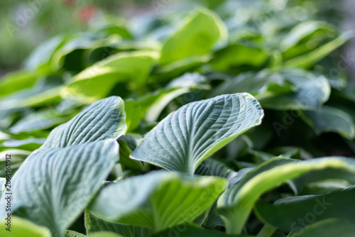 Εκτύπωση καμβά Dense hosta planting with large blue-green ribbed leaves and bright lime-edged varieties behind
