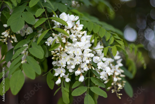 Fotografie Robinia pseudoacacia black locust branch in full bloom, dense white flower raceme hangs among bright compound leaves