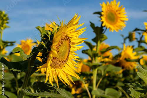 Fotografie Large sunflower faces sideways showing full disc and long bright yellow petals, with blurred flowers at different heights surrounding it