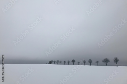 Принти на полотні Snowy landscape with a row of leafless trees under gray sky