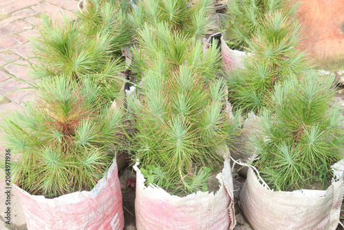 Valokuva Caribbean pine or Pinus thunbergii plant on nursery