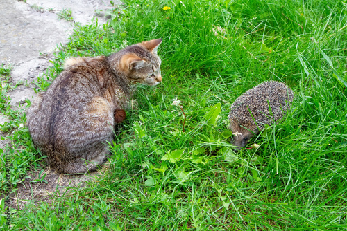 A domestic cat and a wild forest hedgehog met at the edge of a park. The hedgehog and the cat are on the green grass.