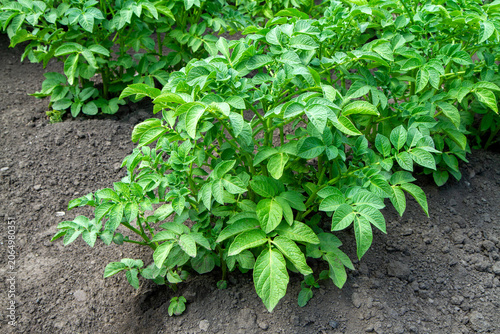 Lush green potato bush in vegetable garden. Growing natural potatoes in the ground in the field.