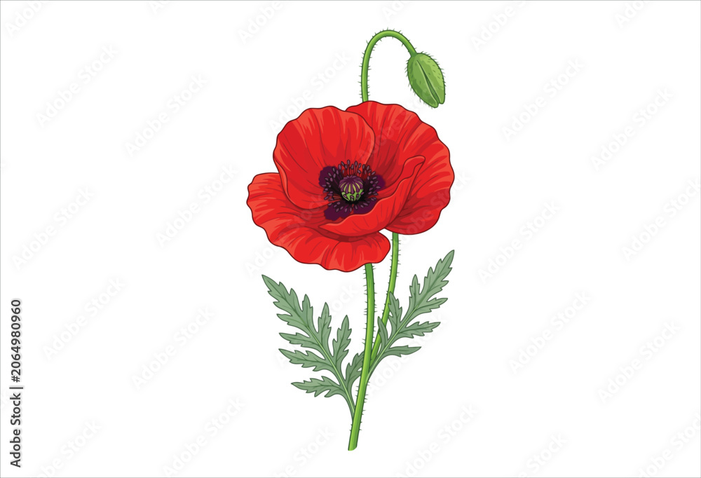 Obraz premium Red poppy flower illustration with green leaves and seed pod white background
