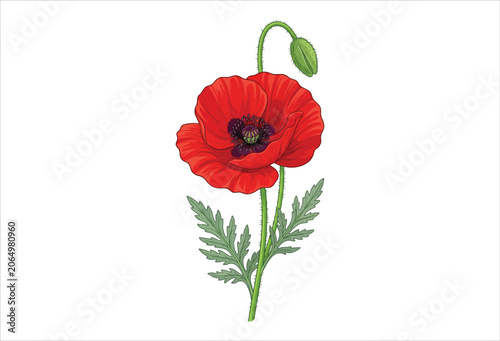 Bild auf Leinwand Red poppy flower illustration with green leaves and seed pod white background