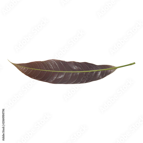 Mango Leaf Vein Detail: A close-up, isolated view of a single, deep red-purple mango leaf showcases its intricate network of parallel veins against a plain background.