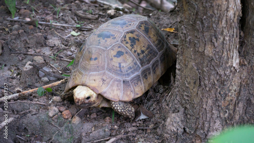 Close-up photo of tortoise beside tree base in Thai forest with natural soil and leaves. Perfect for wildlife, nature, and environmental themes.