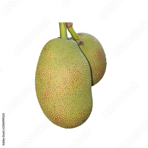 Fotografie Green Jackfruit on Branch: Two unripe jackfruits hang from a branch, their bumpy green skin hinting at the exotic tropical fruit within, isolated on a clean background