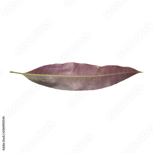 Bilde på lerret Dried Leaf: A solitary dried leaf with delicate veins and a purplish hue, isolated on a white background, evokes a sense of autumn's gentle decay and the cycle of life