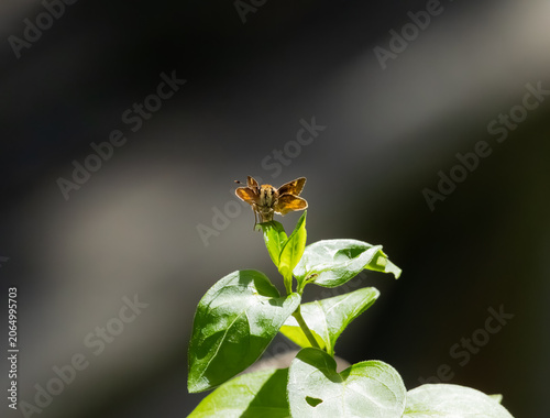 Foto umber skipper standing on a leaf