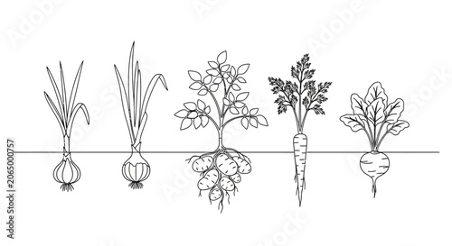 Bild auf Leinwand Vegetable icons, root vegetables, garden plants, black and white illustrations,